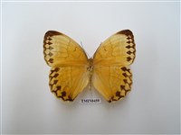 藏品(箭環蝶)的圖片